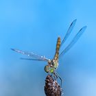 Steile Perspektive - Große Heidelibelle (Sympetrum striolatum)