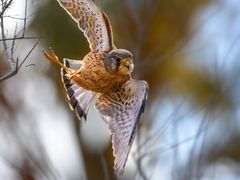 Steiler Abflug - Descente Départ