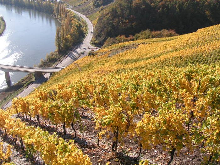 Steilhang an der Mosel im Herbst