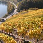 Steilhang an der Mosel im Herbst