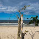 Steilküste  Bansin auf Usedom