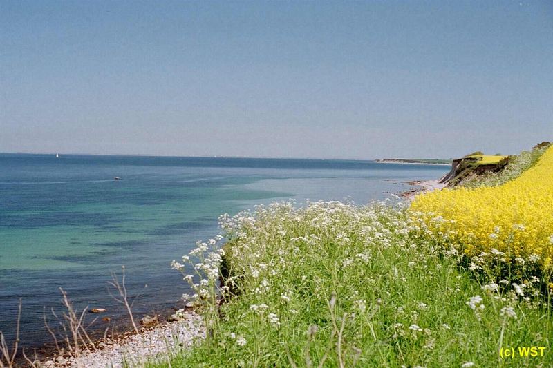 Steilküste bei Dazendorf SH im Mai