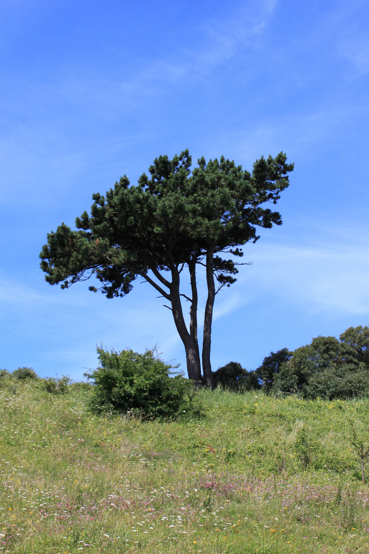 Steilküste Hiddensee