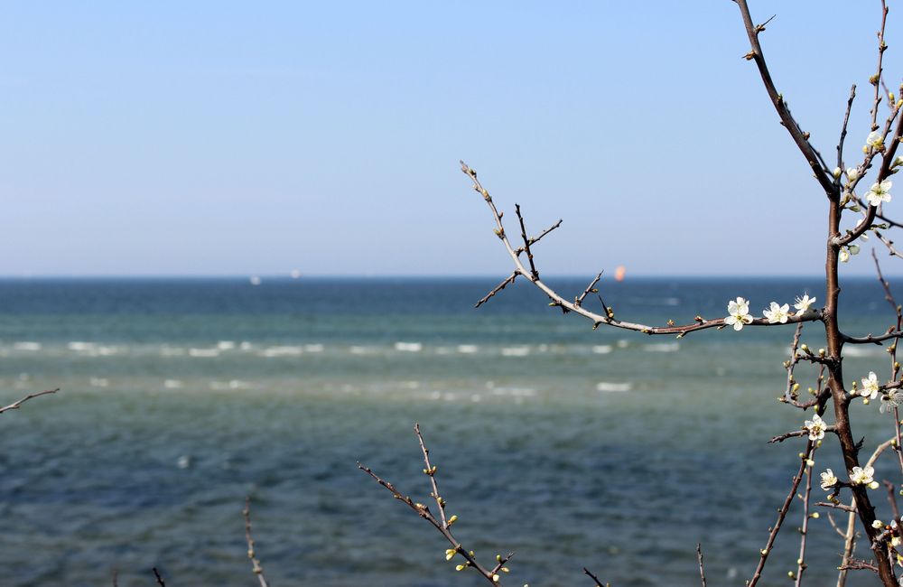 Steilküste in Stein bei Kiel