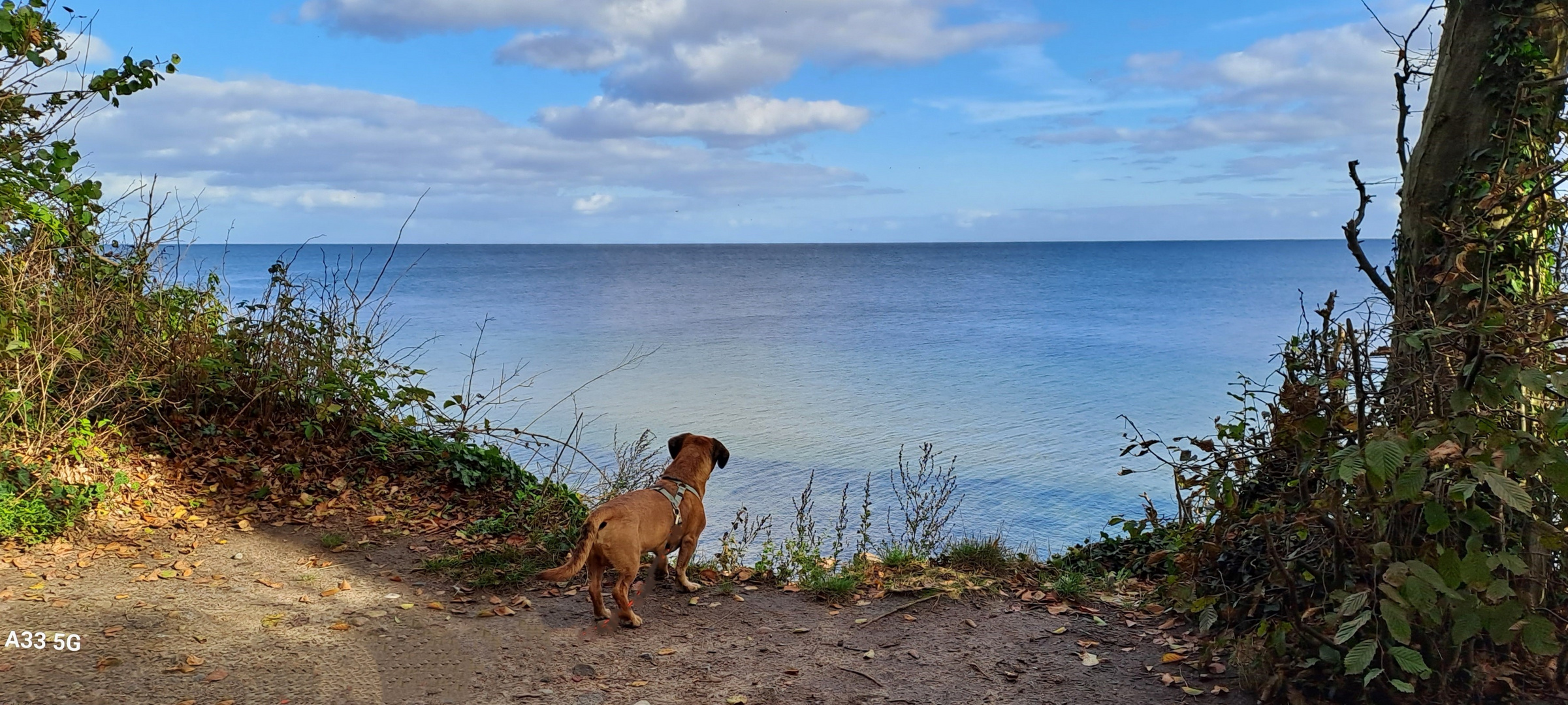 Steilküste mit Hund