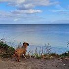 Steilküste mit Hund