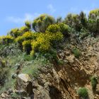 Steilküstenvegetation Atlantikküste