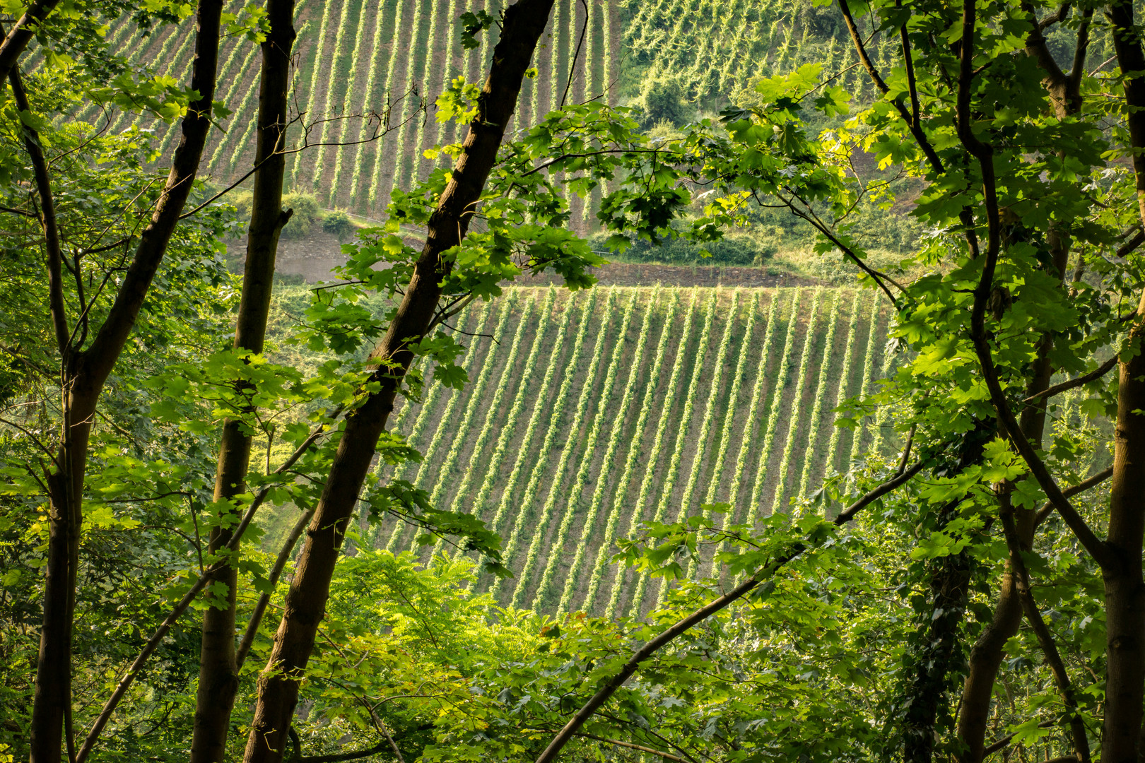 Steillage - Bacharach/Mittelrhein