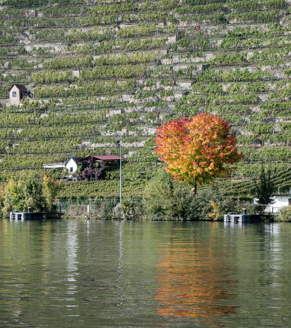 STEILLAGE Foto & Bild grün, natur, wein Bilder auf