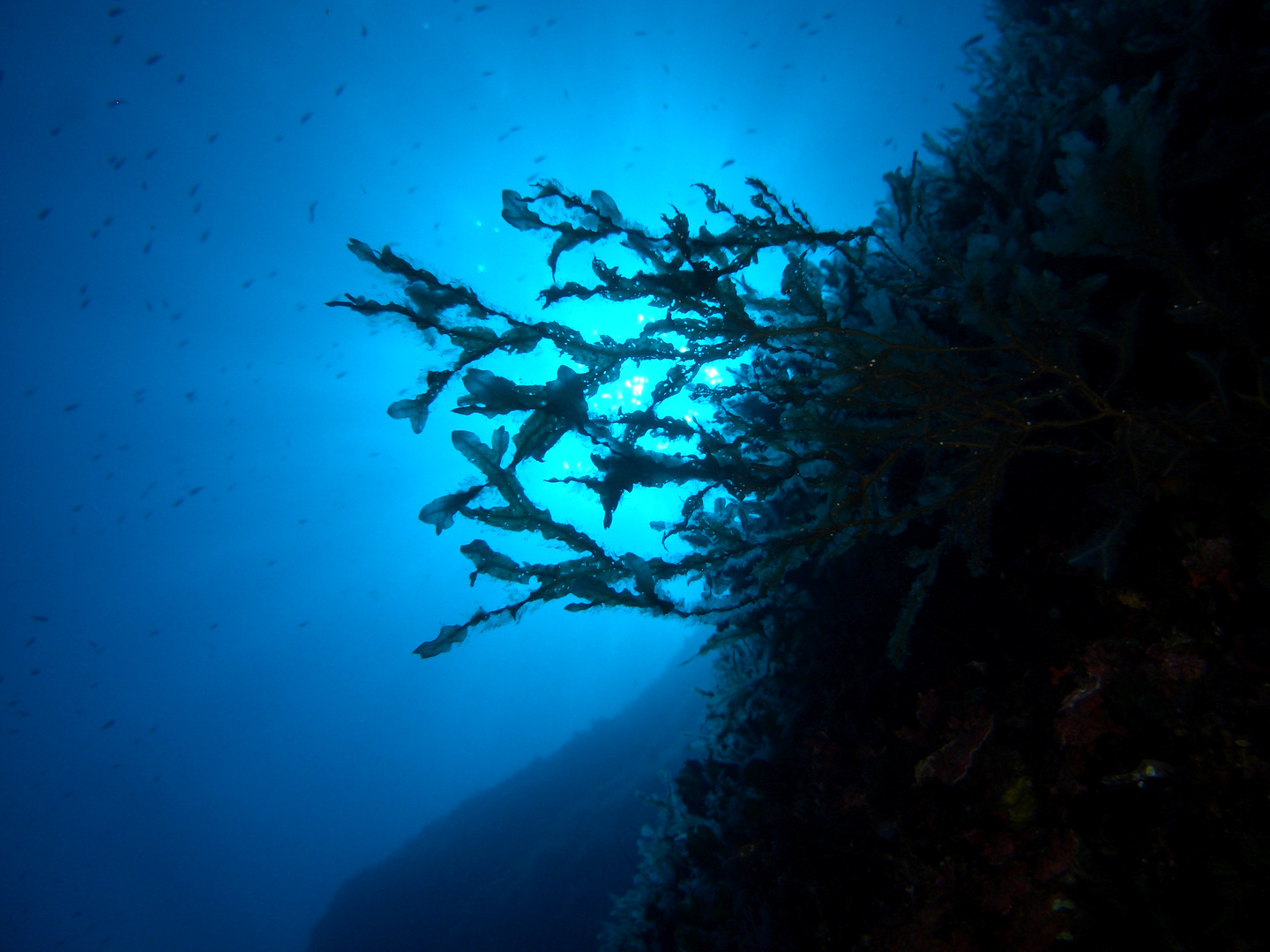 Steilwand - Gozo