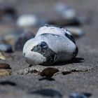 Stein am Strand