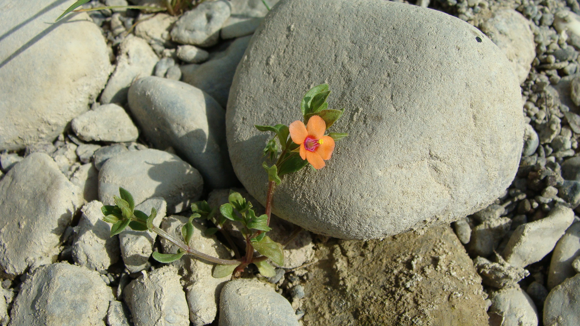 Stein-Blümchen