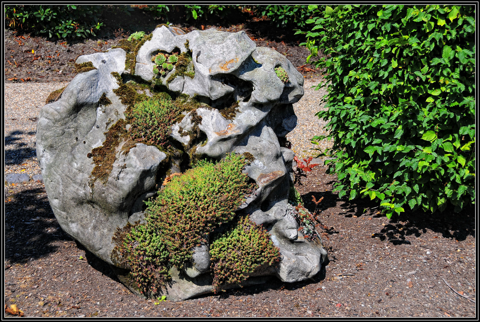 Stein Garten Foto Bild natur pflanzen steine Bilder Stein Garten Foto Bild natur pflanzen steine Bilder