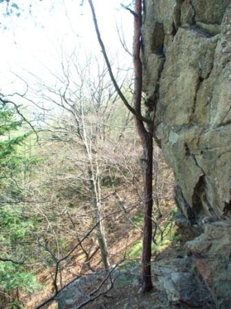 Stein gegen Baum