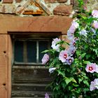 Stein, Holz, Blüten und Farben