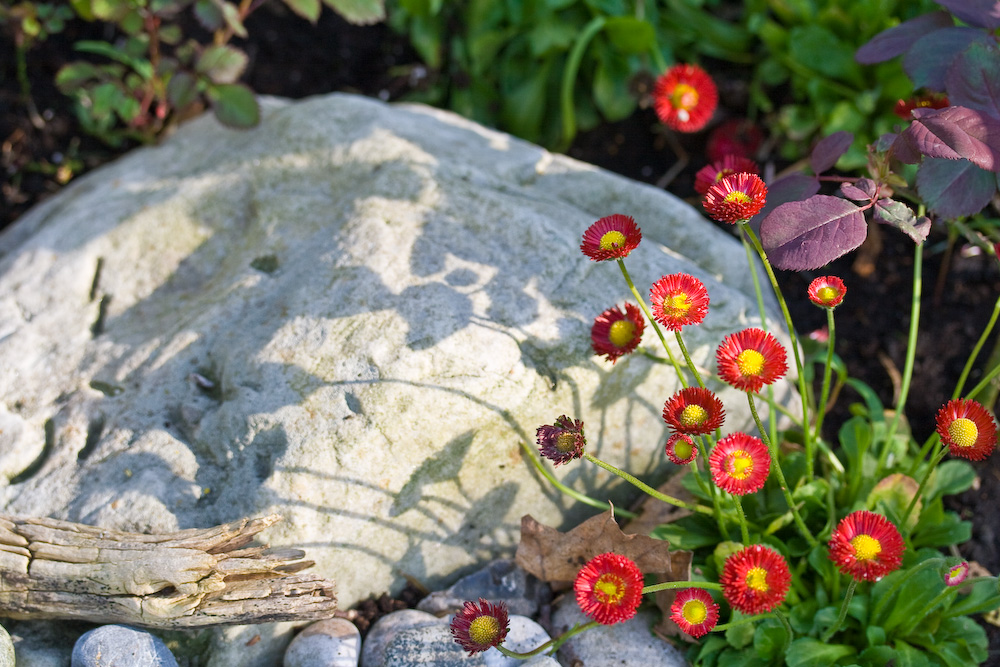 Stein, Holz und rote Blumen