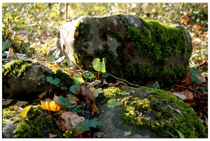 Stein im Wald