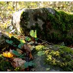 Stein im Wald