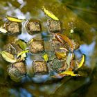 Stein im Wasser