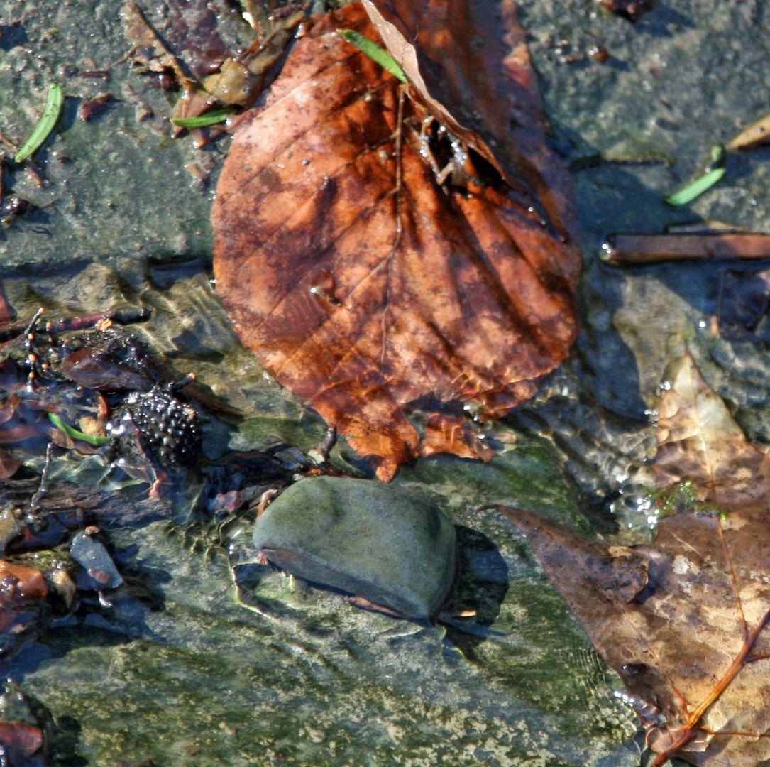 Stein im Wasser