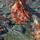 Stein im Wasser