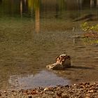 Stein im Wasser