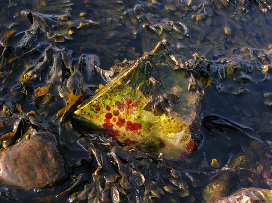 Stein im Wasser