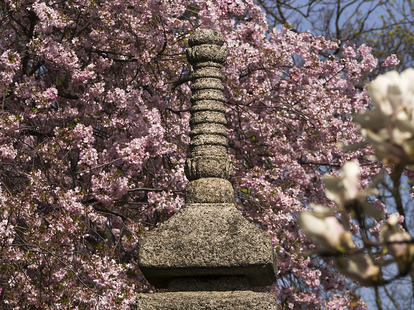 stein mit zierkirschenblüten