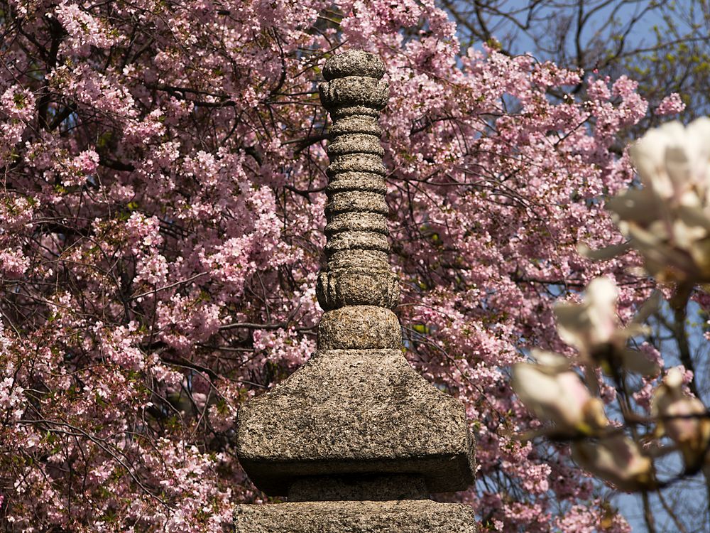 stein mit zierkirschenblüten