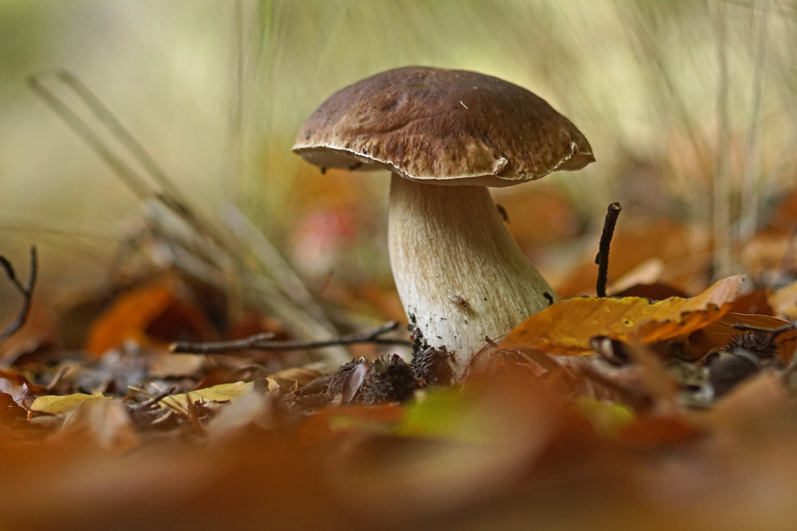 Stein-oder auch Herrenpilz