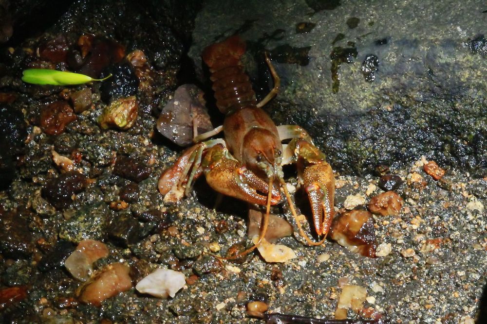 Stein- oder Bachkrebs (Austropotamobius torrentium)