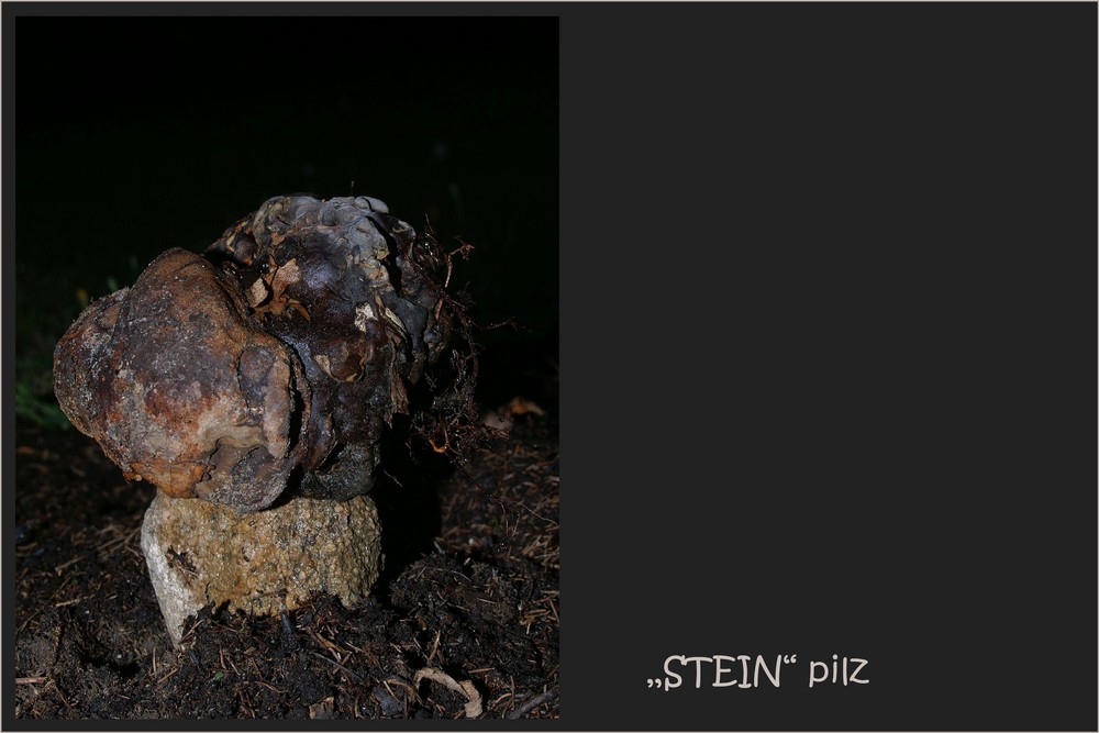 STEIN - Pilz