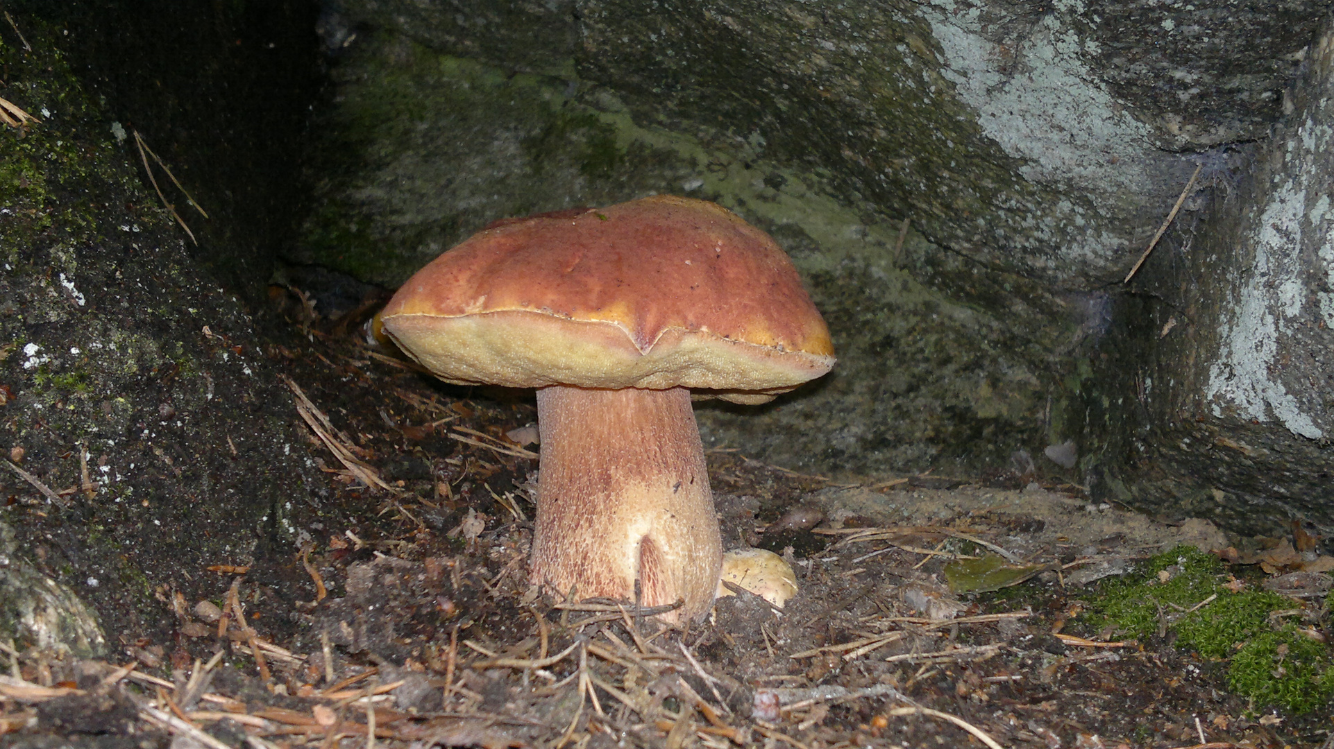 Stein Pilz in Ticino