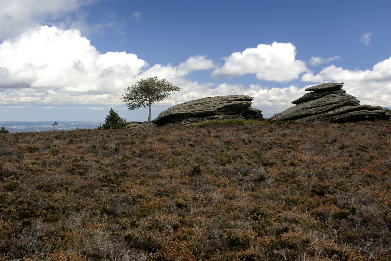 Stein und Baum