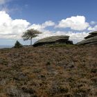 Stein und Baum