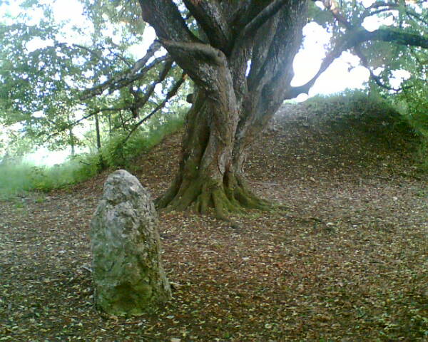 Stein und Baum