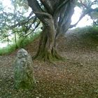 Stein und Baum