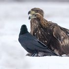 Stein- und Seeadler Schulter an Schulter!