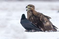 Stein- und Seeadler Schulter an Schulter!