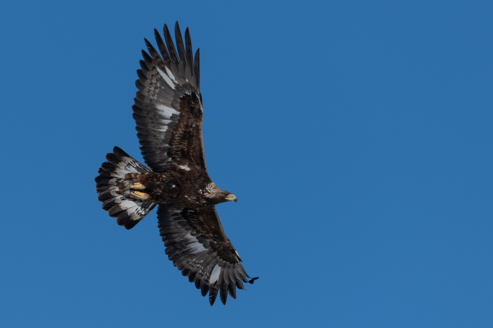 Steinadler