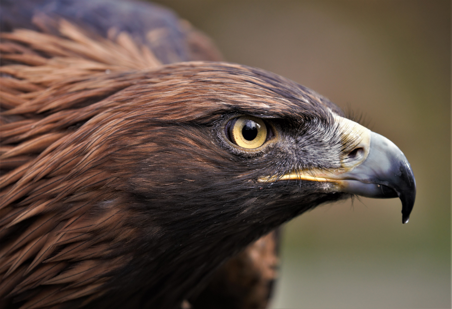 Steinadler