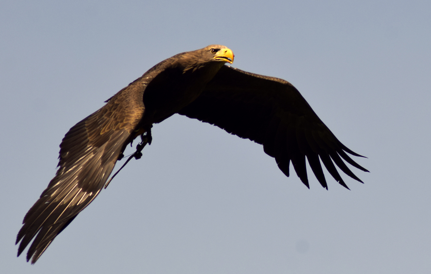 Steinadler