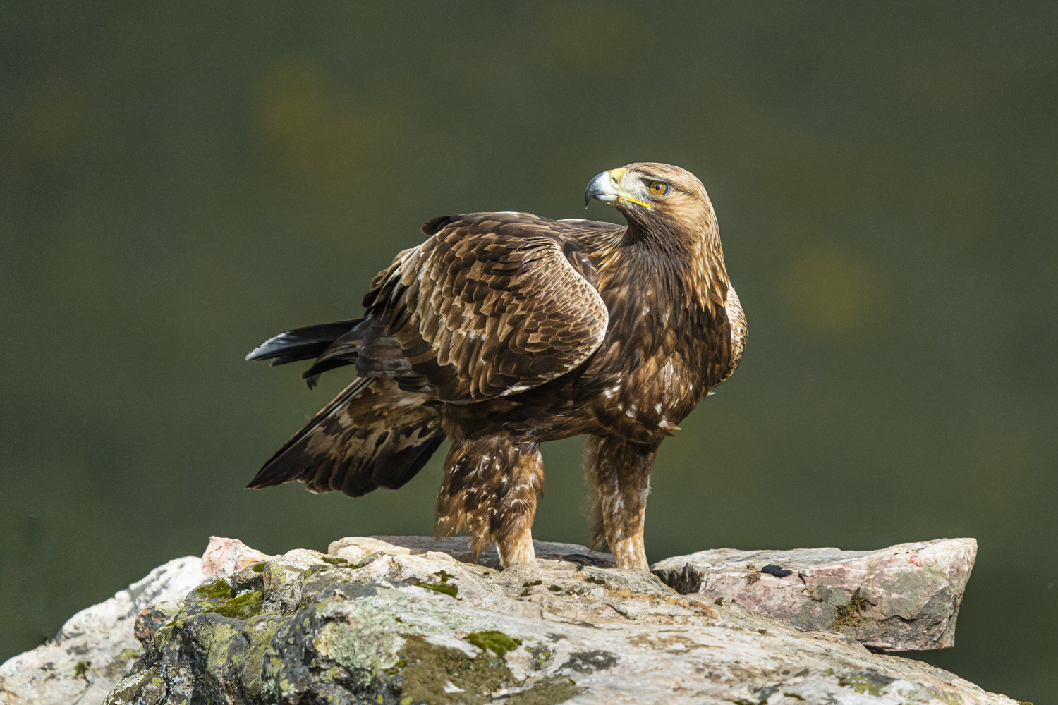 Steinadler