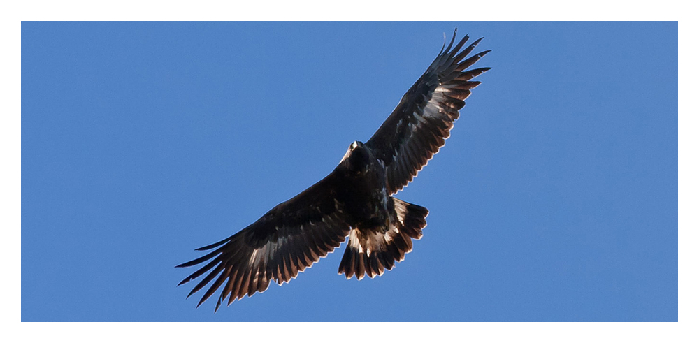 Steinadler