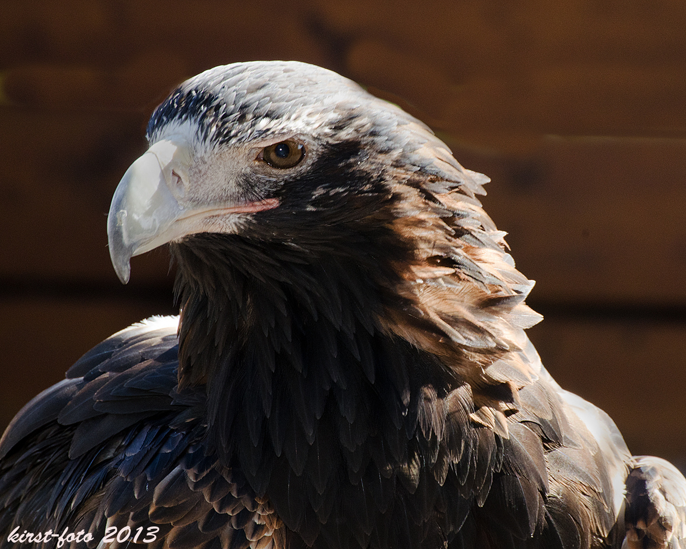 Steinadler