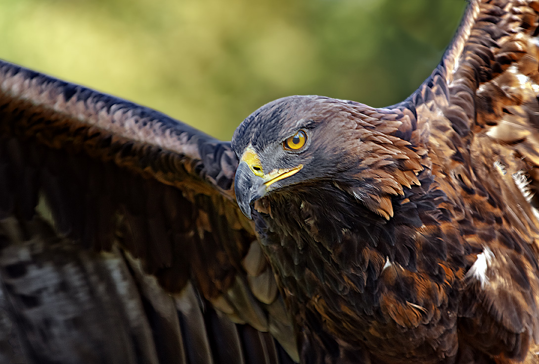 Steinadler