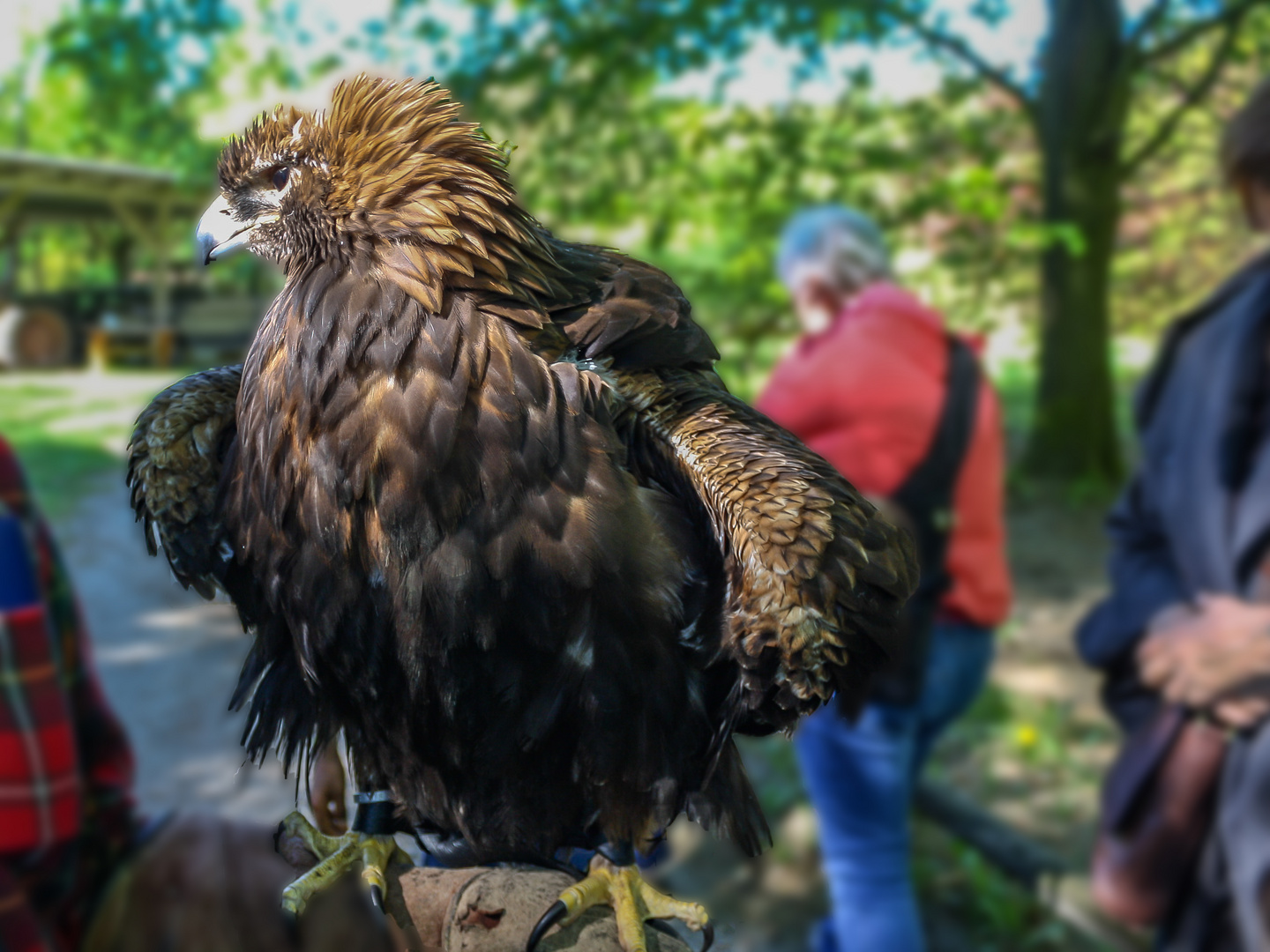 Steinadler