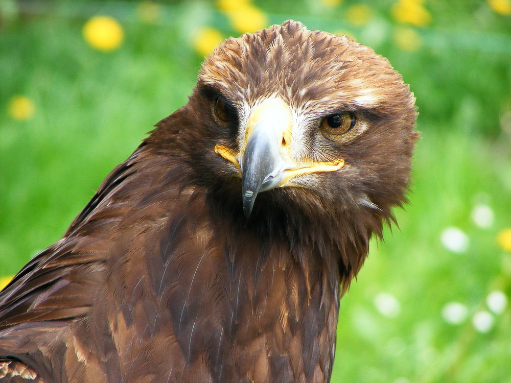 Steinadler