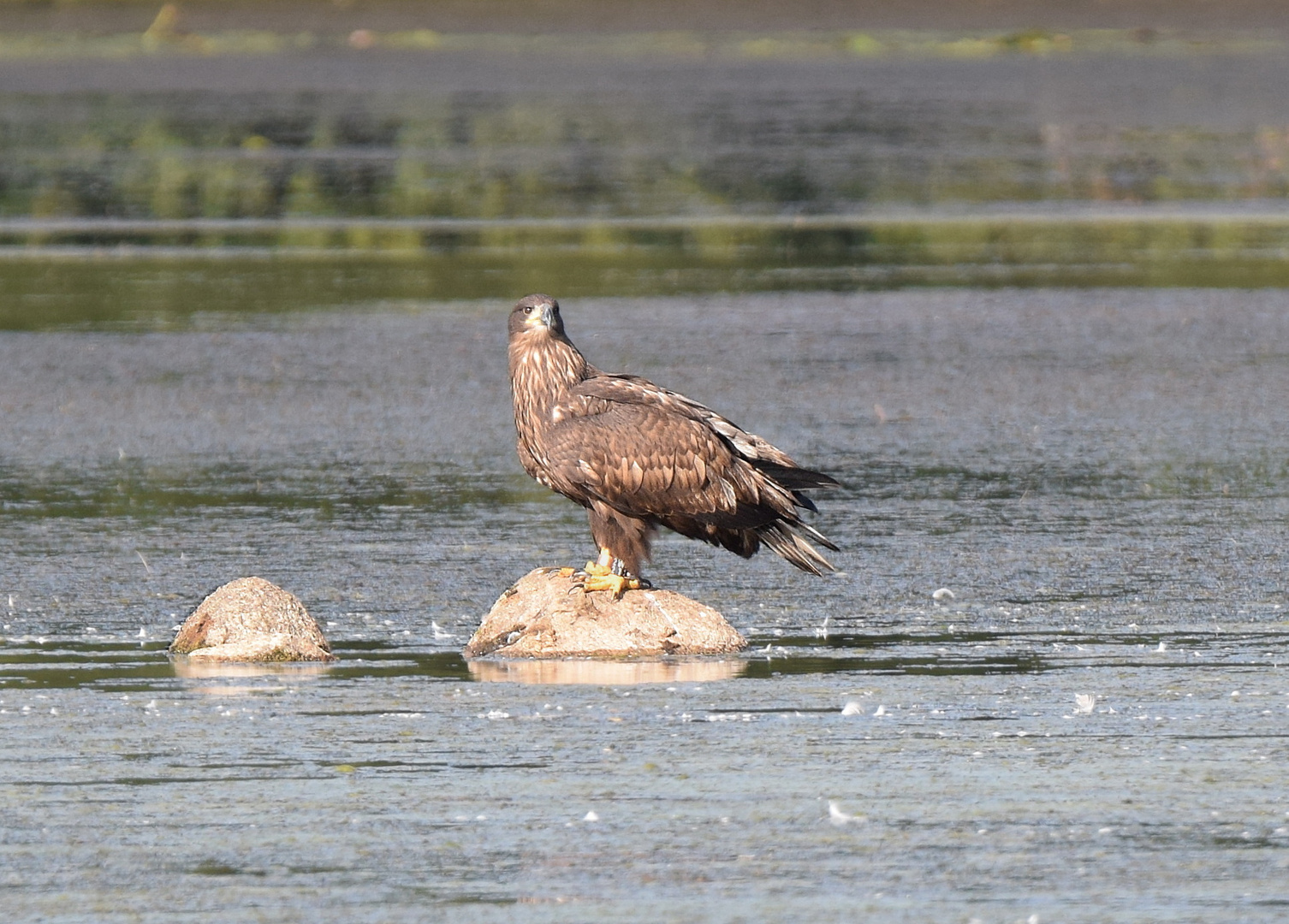 "Steinadler"...