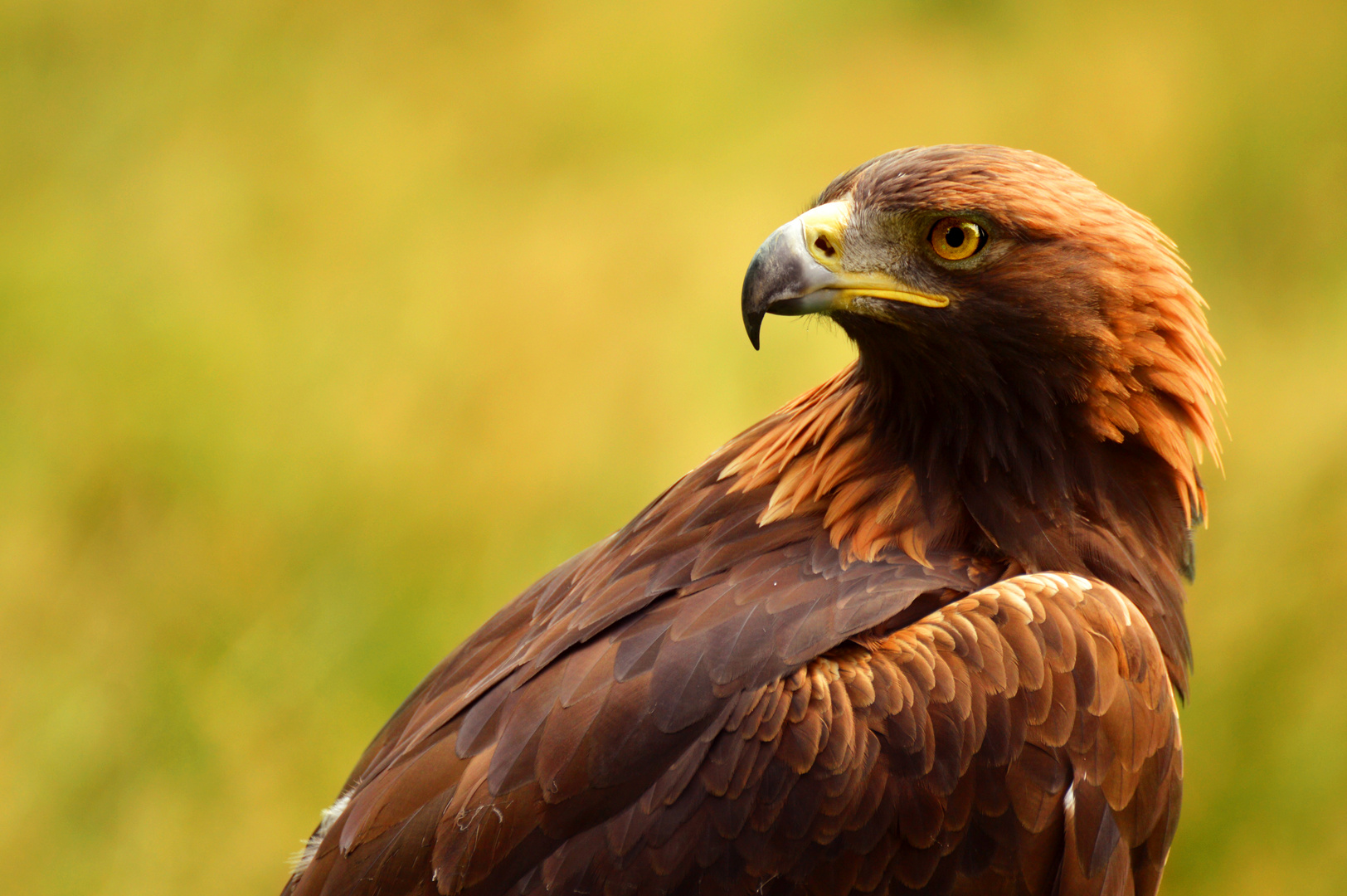 Steinadler